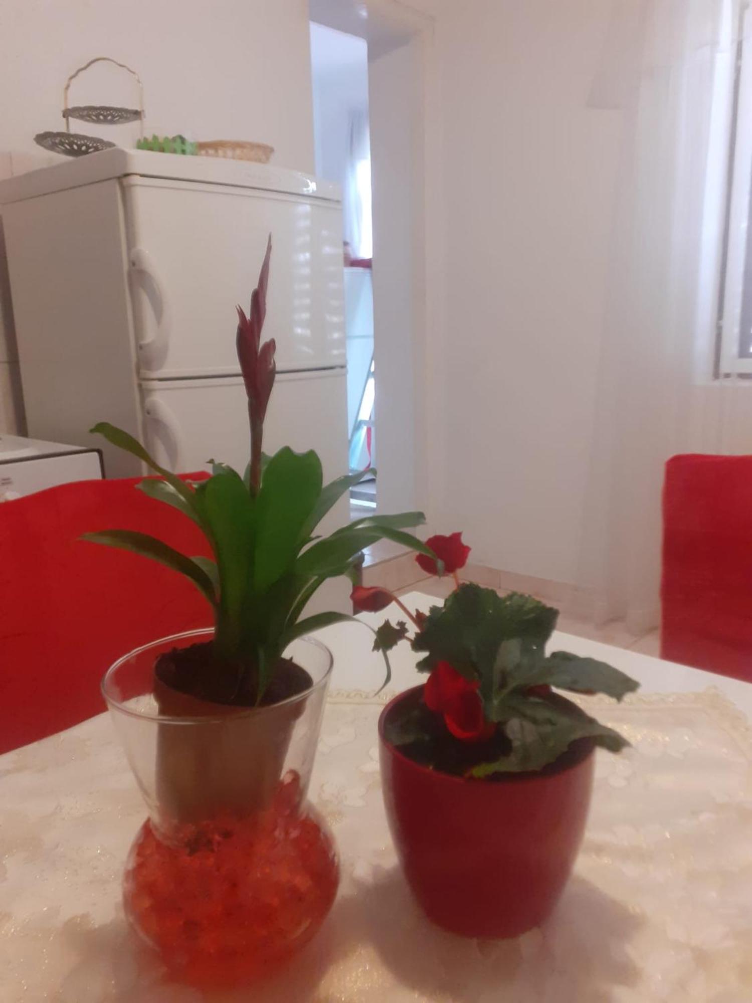 Apartman Sunce Raslina Ngoại thất bức ảnh